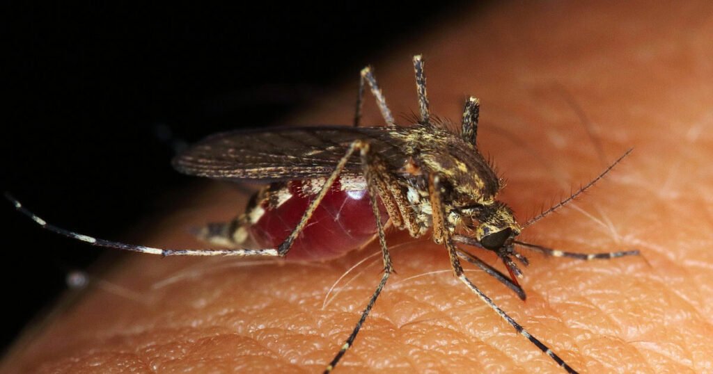 Bed Bugs
